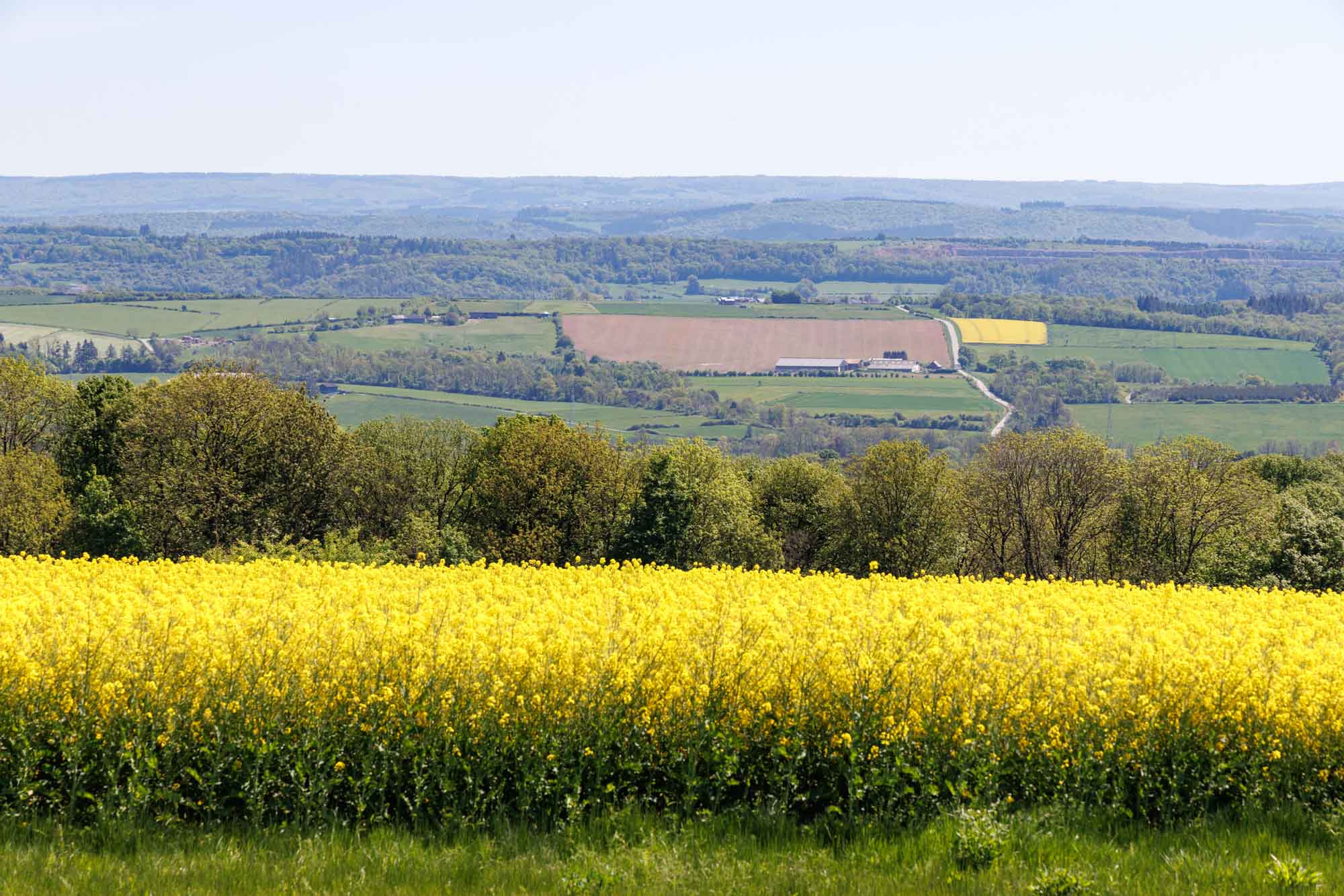 Champs de colza et paysage rural de la Famenne vus depuis la tour de Forzée.