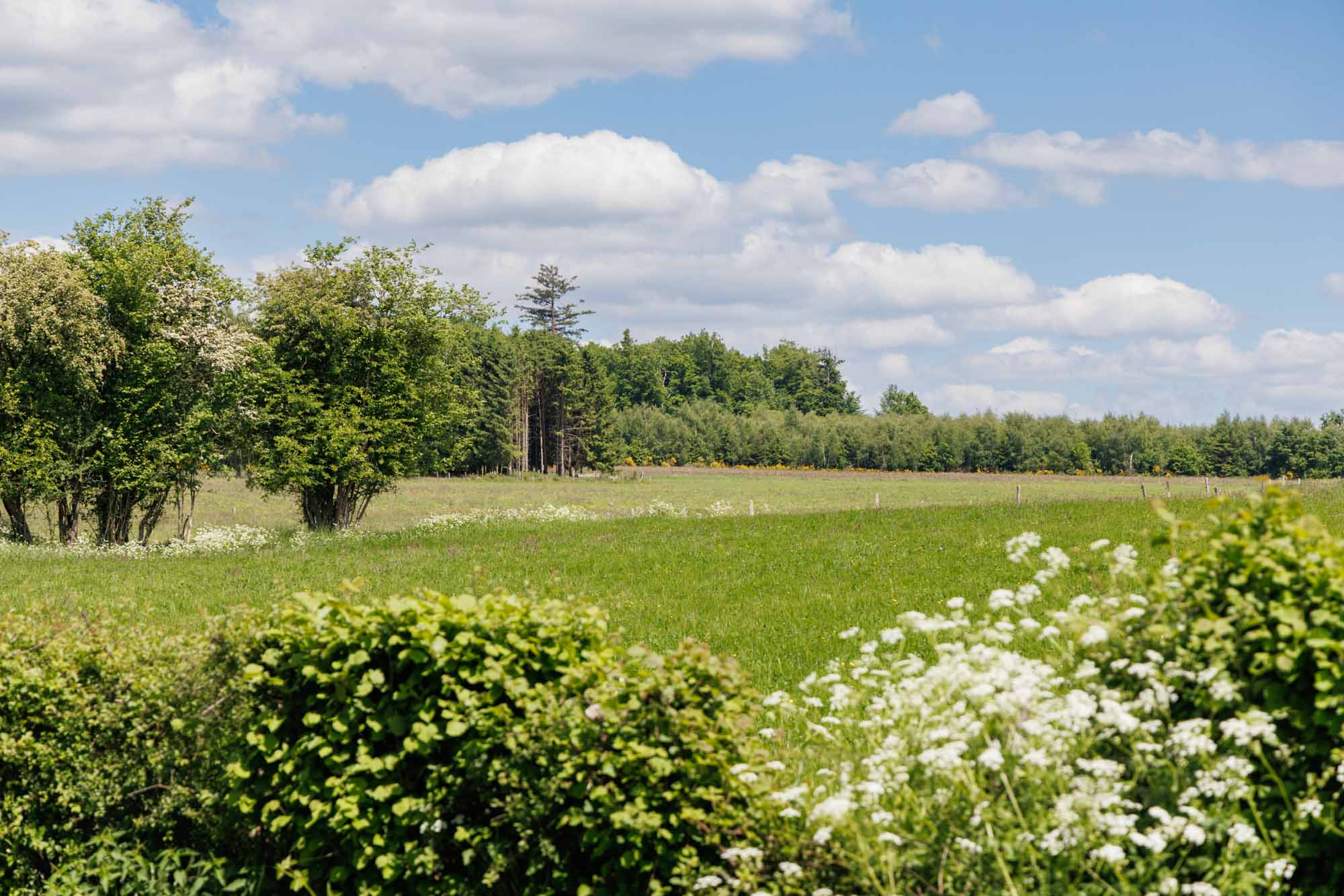Prairies verdoyantes et forêt près de Haut-Fays sous un ciel clair