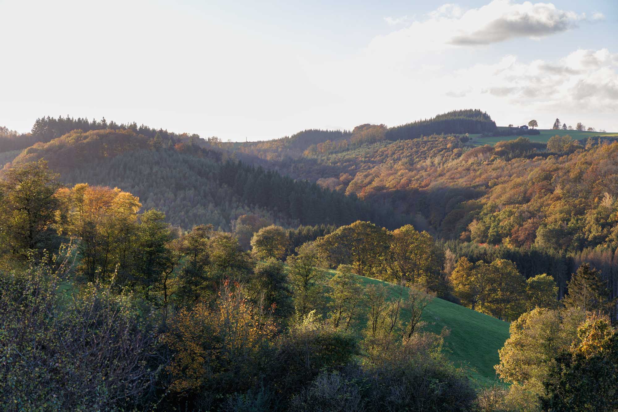 Herfstbos gezien vanaf de Col de Halleux, tussen La Roche en Marche