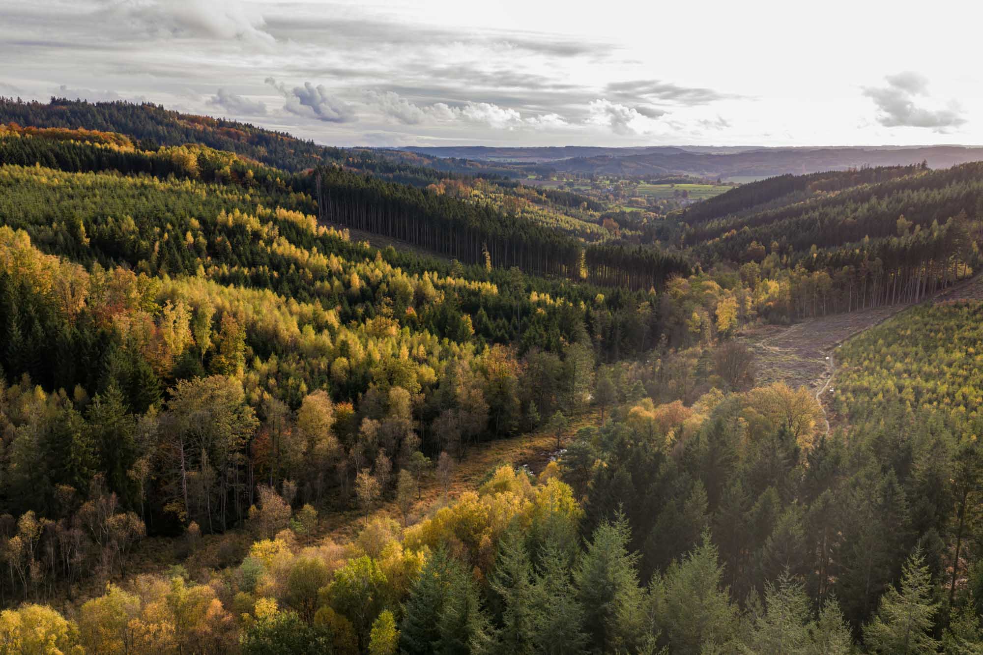 Vallons forestiers de Logbiermé aux couleurs d’automne sous un ciel couvert