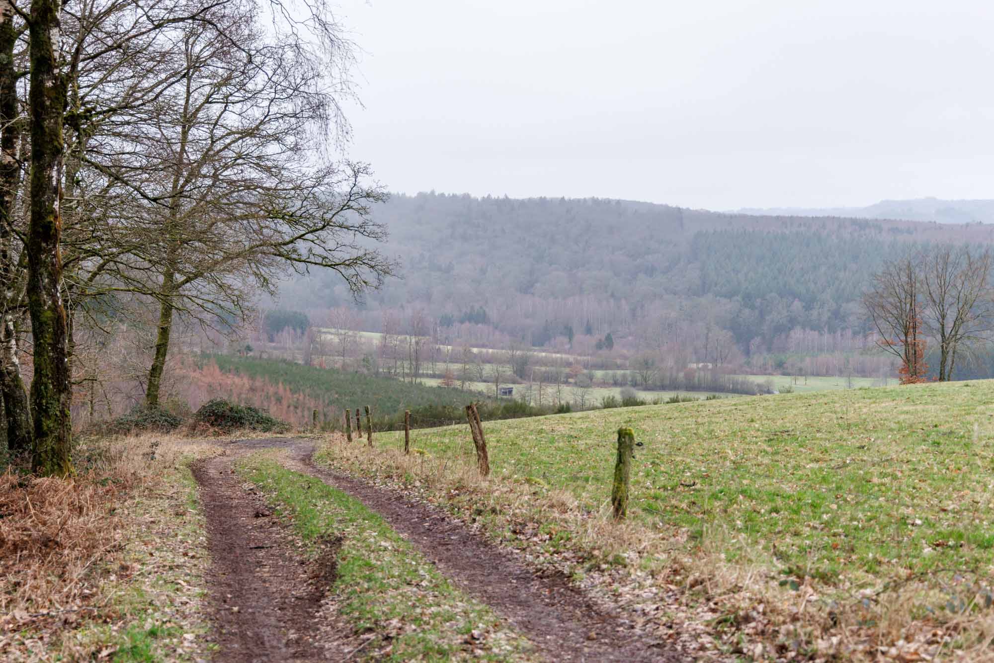 Chemin rural à Mortehan entre prairie et forêt dans un paysage ardennais