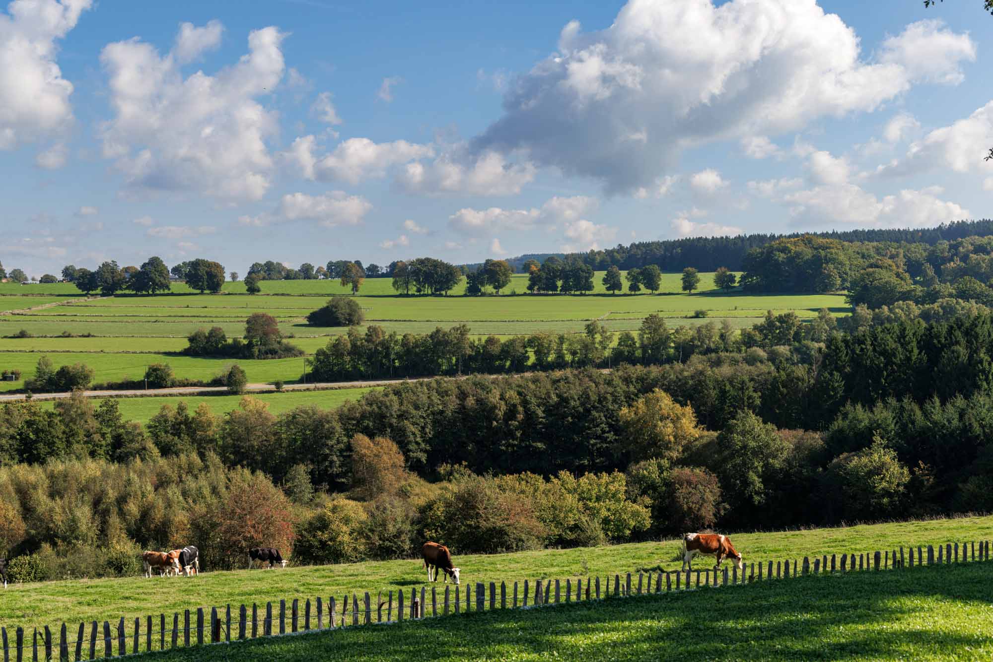 Paysage vallonné autour de Pont avec prairies verdoyantes et pâturages