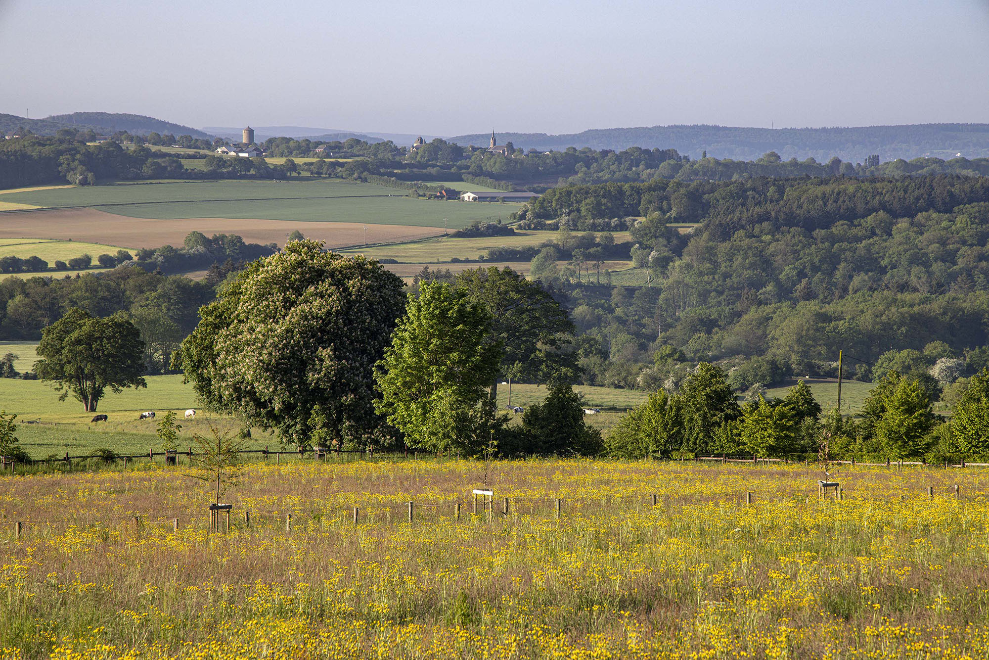 Paysage vallonné et fleuri dans la région de Ferrières