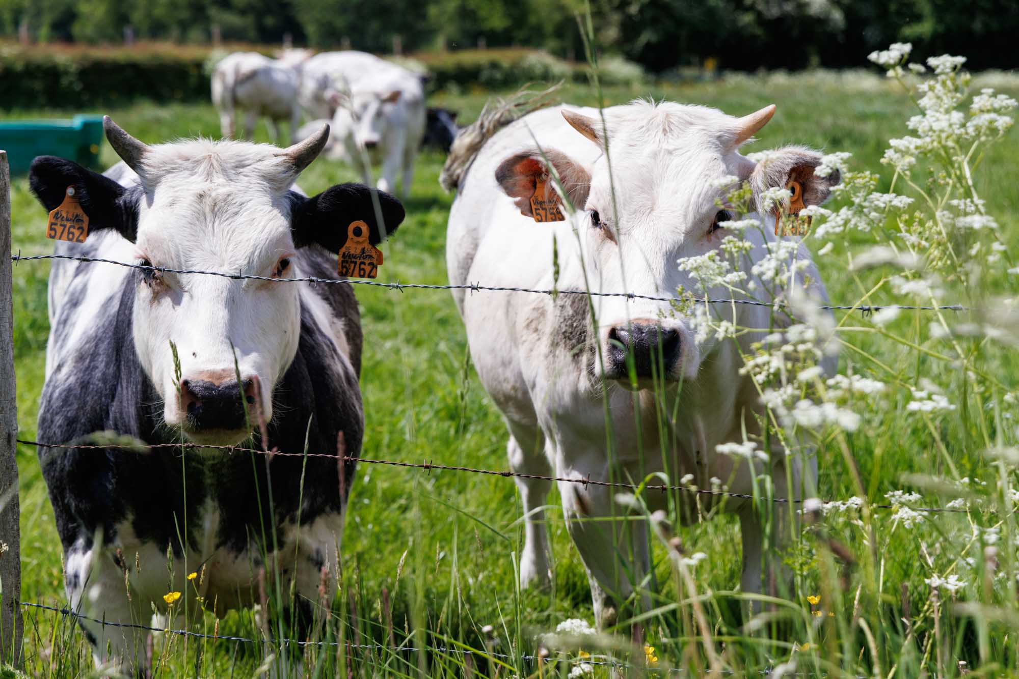 Vaches dans une prairie verdoyante à Haut-Fays derrière une clôture, sous un ciel estival