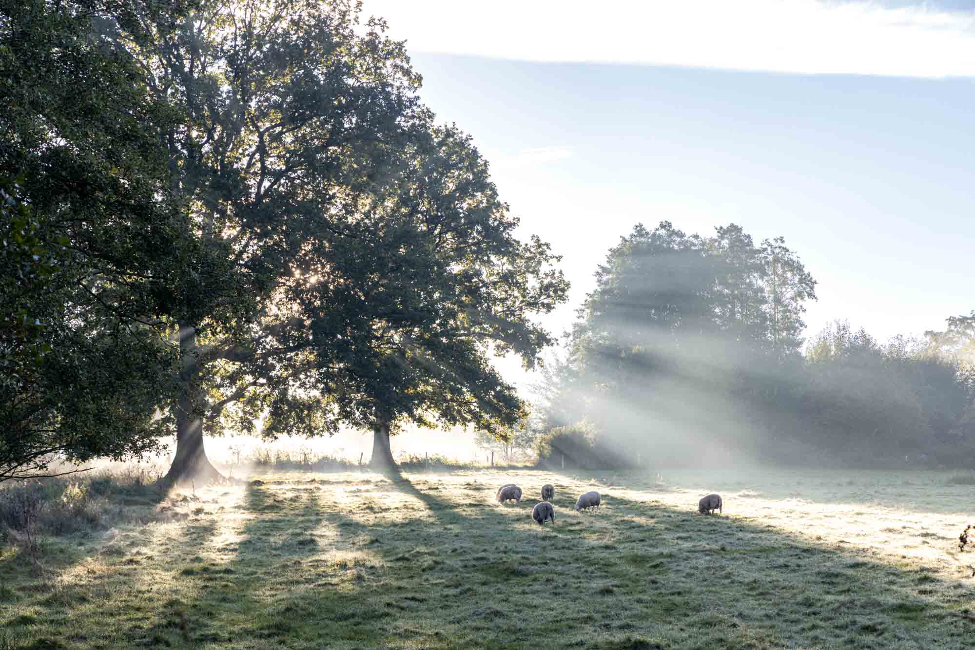 Een kudde schapen in de ochtendnevel op de hoogten van Wanne