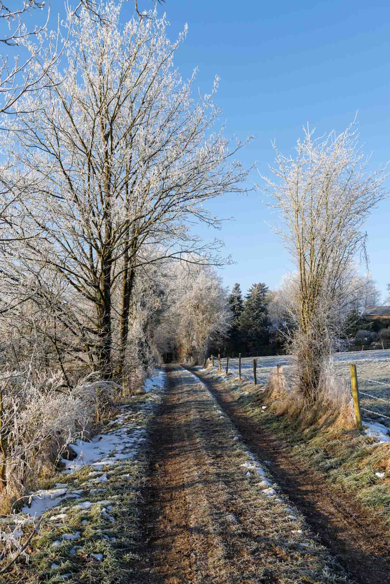 Landelijk pad met berijpte bomen in de winter in Villers-aux-Tours