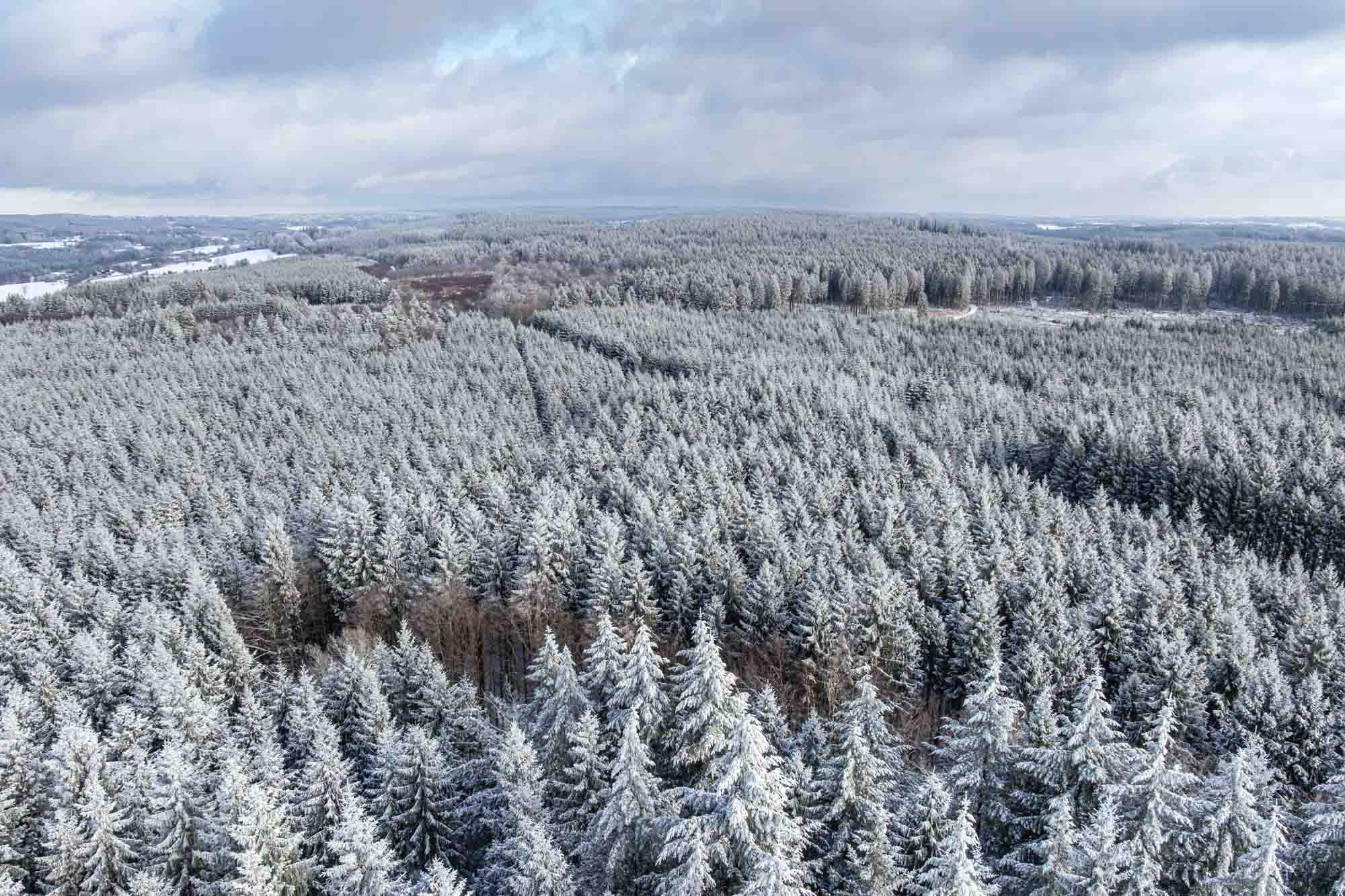 Forêts enneigées entre Stavelot et Francorchamps
