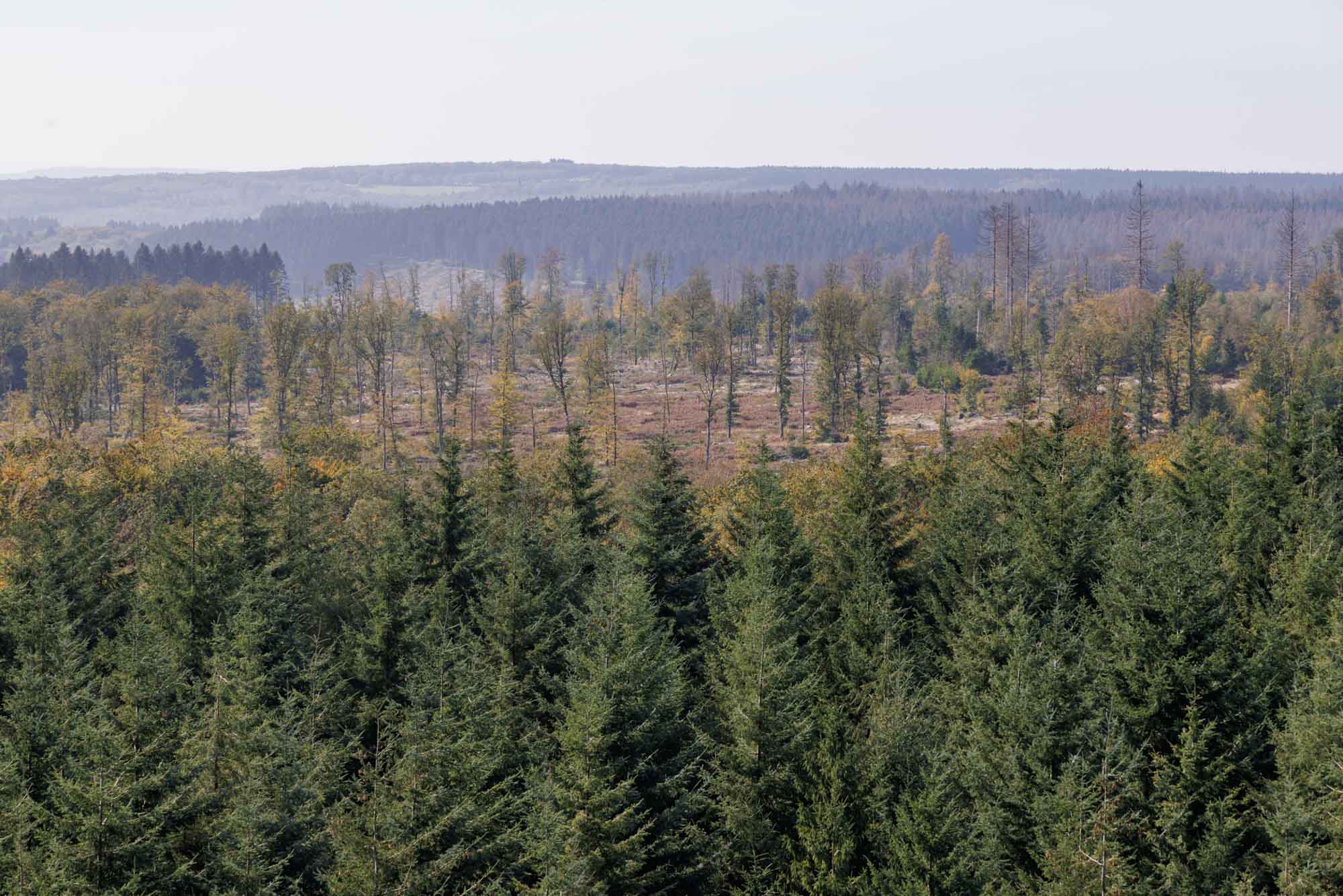 Croix-Scaille omringd door Ardense bossen onder heldere hemel