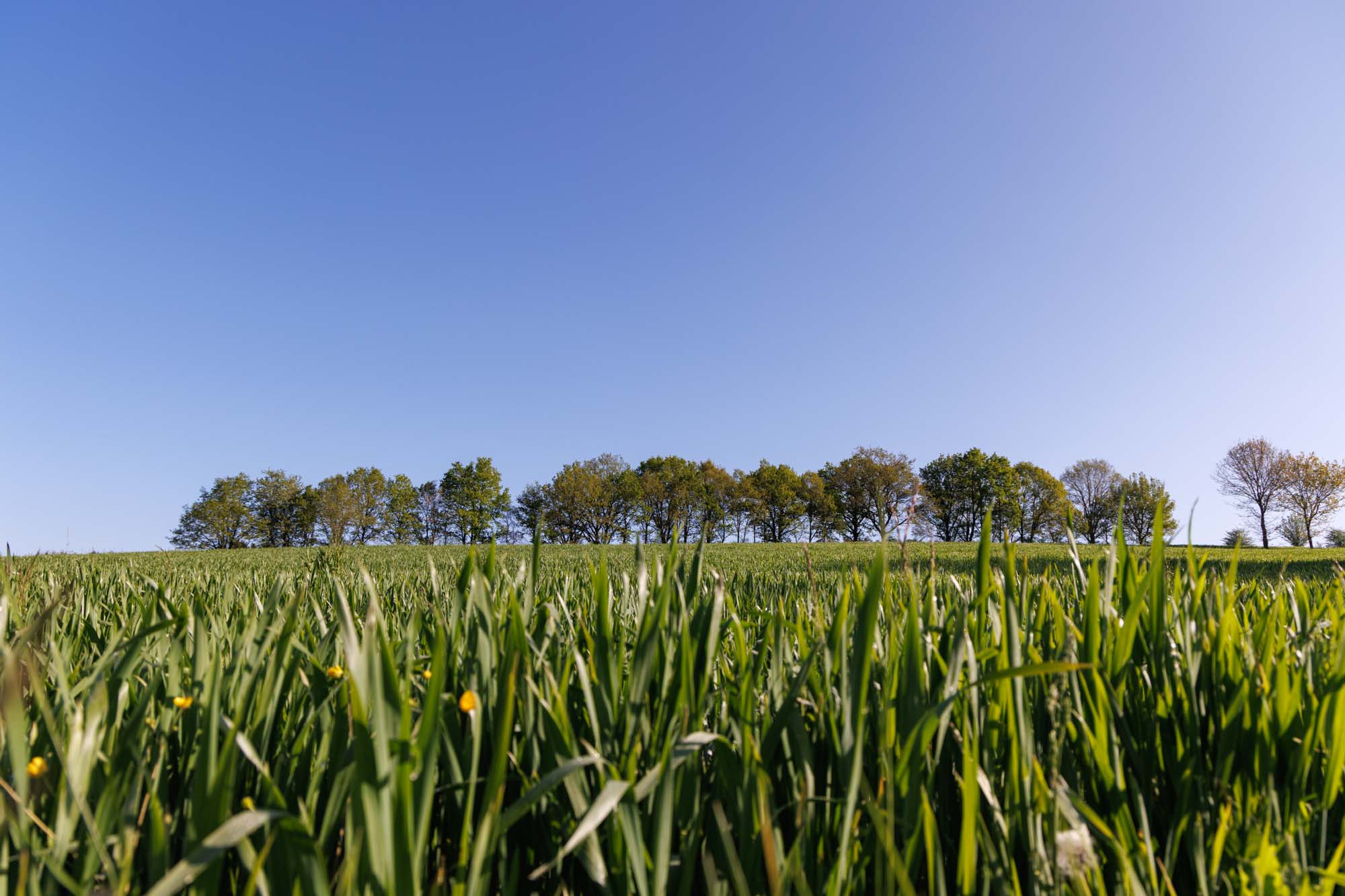 Lentesfeer op het platteland rond Gouvy