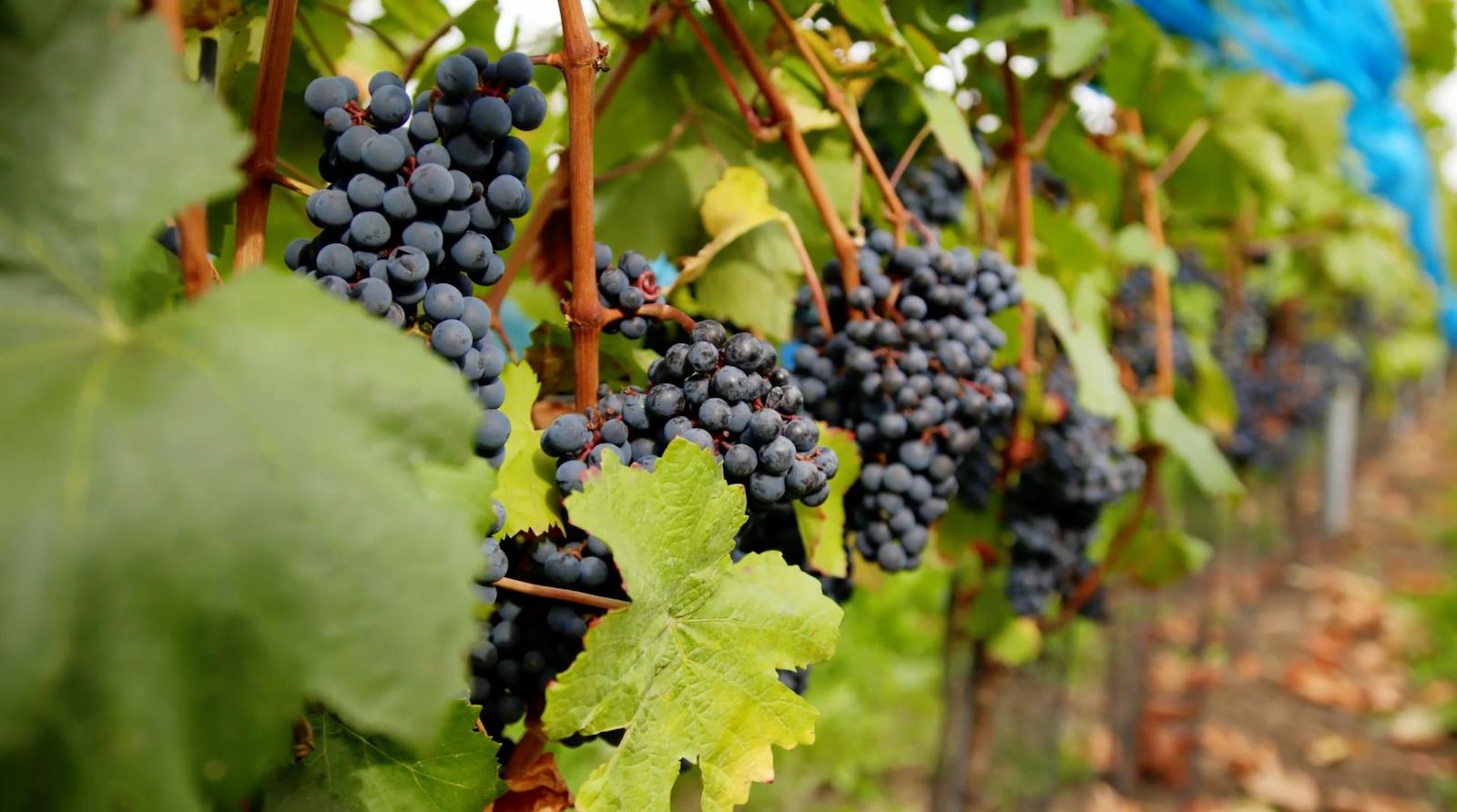Vignes avec grappes de raisins noirs en Ardenne