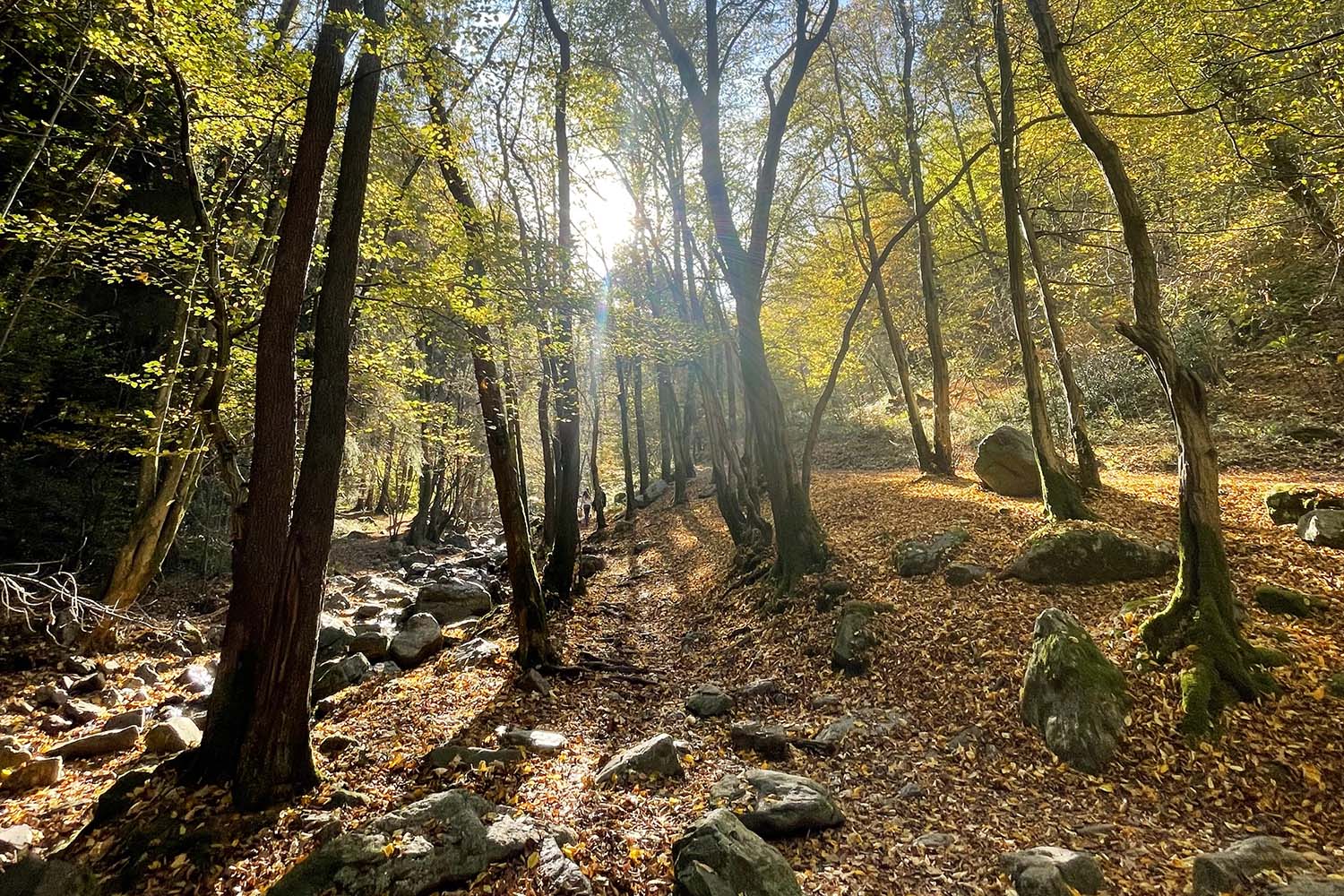 Chemin forestier en automne le long du Ninglinspo