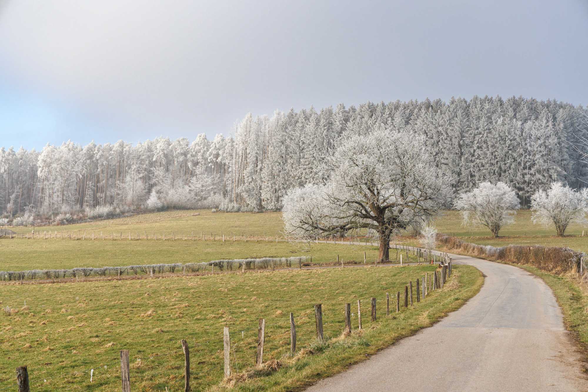 Route près de Haut-Fays longeant prairies et arbres givrés