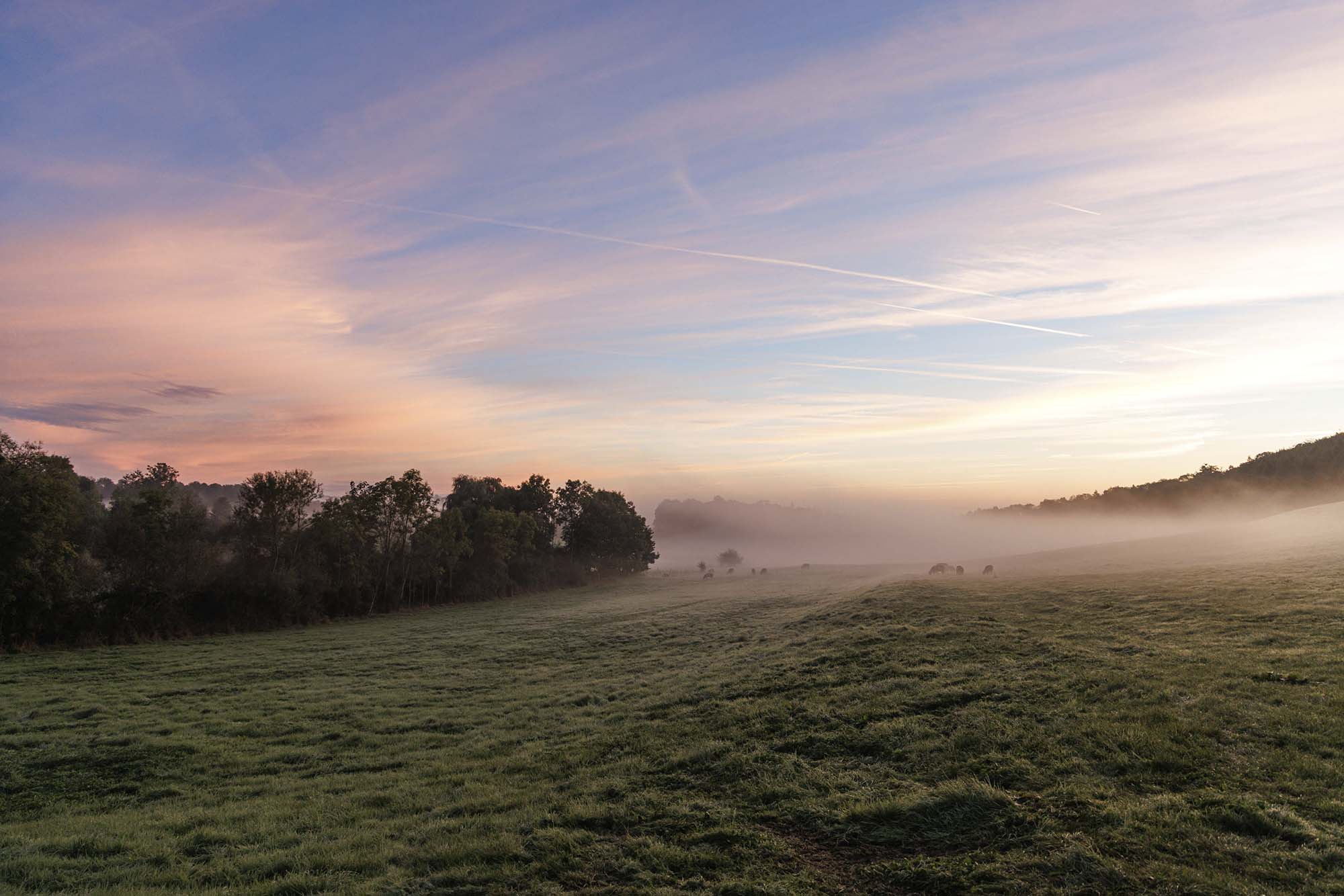 Zonsopgang in Les Stepennes met nevel boven de weilanden, bosrand en zacht ochtendlicht in de Ardennen.